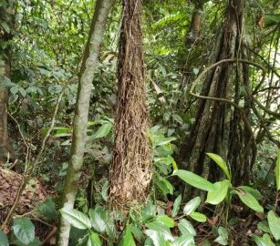Amazon Jungle Tree image for amazon jungle packing list