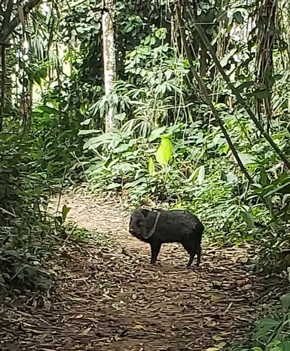 pig in the Amazon Jungle