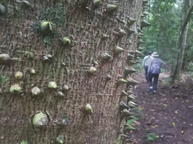 tree with spikes in it and hikers in the distance in the bolivian amazon rainforest