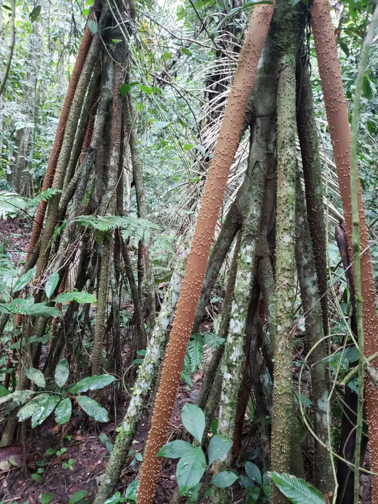 Monkeys, Macaws... and ANTS! oh my! - Amazon Rainforest Trekking Adventures 4 20190602 154649