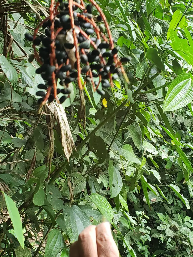 Monkeys, Macaws... and ANTS! oh my! - Amazon Rainforest Trekking Adventures 12 20190603 082654