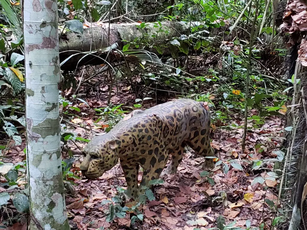 fake jaguar on amazon rainforest trekking adventure