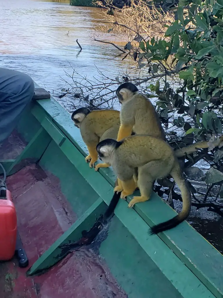Monkeys, Macaws... and ANTS! oh my! - Amazon Rainforest Trekking Adventures 45 20190605 101449 1