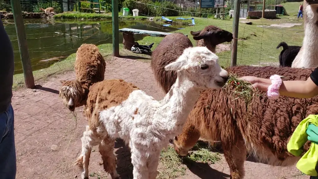 2 llamas gather together 