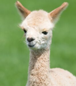 white baby llama in the green grass