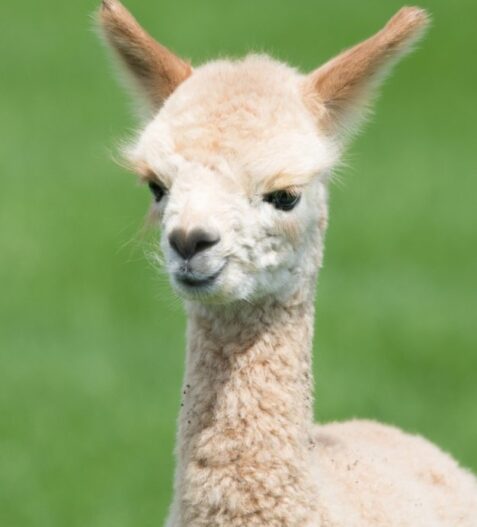 white baby llama in the green grass