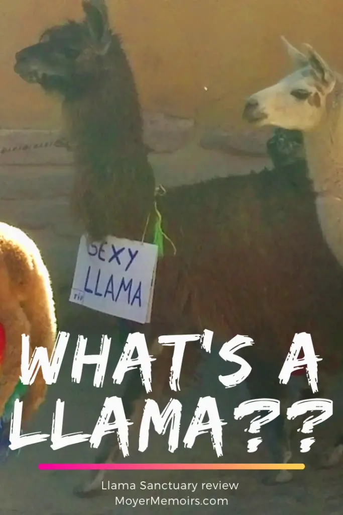 What's a Llama? Llamas versus Alpacas: Feeding Llamas in Peru! 17 Whats a Llama