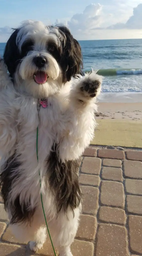 puppy waves goodbye until we see you at Flagler Beach on Florida's coast