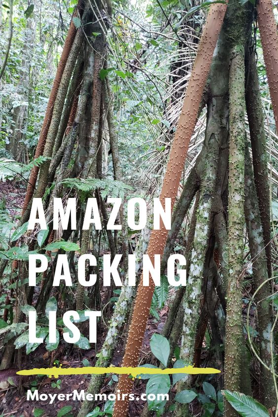 Bolivia Amazon Jungle trees
