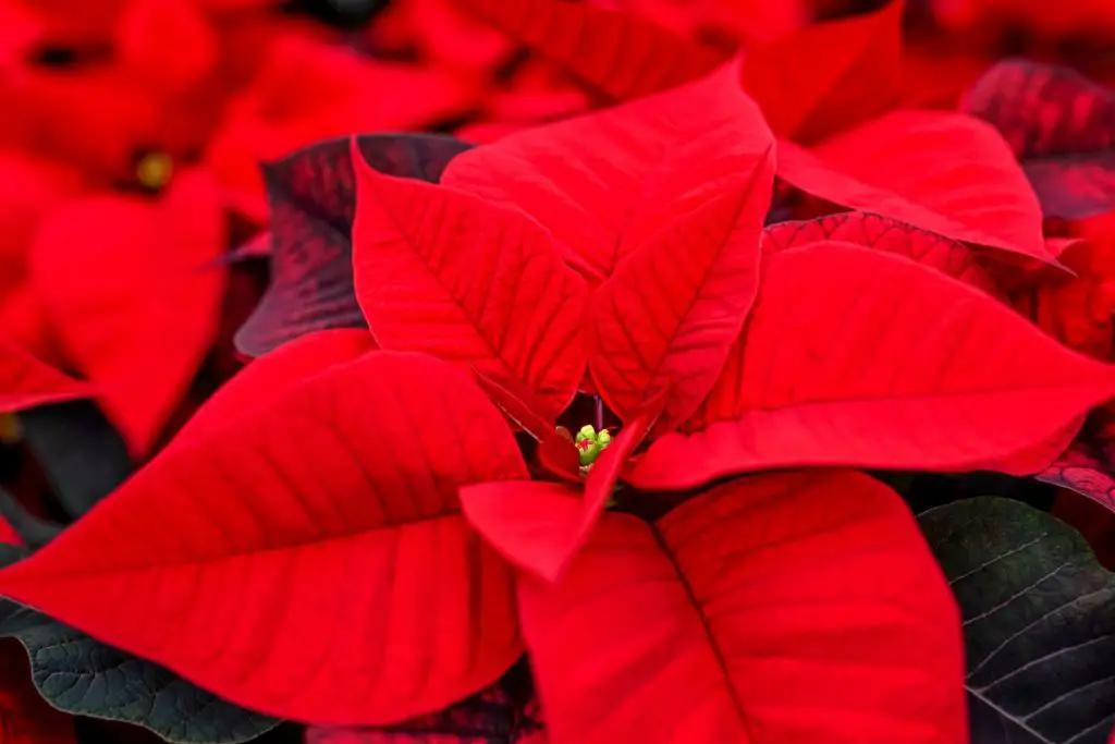 poinsettia flowers at the Floral Showcase one of the warmest Niagara Falls winter attractions