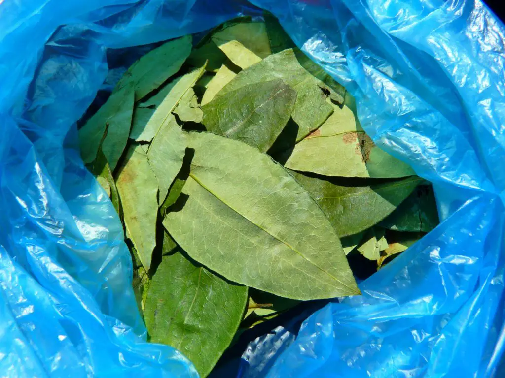 coca leaves