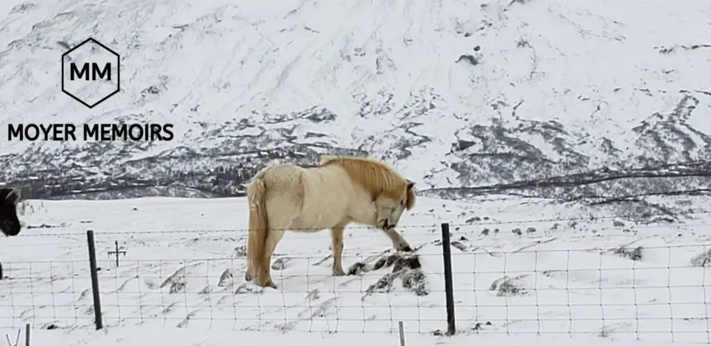 Icelandic horse in a snowy field in Iceland