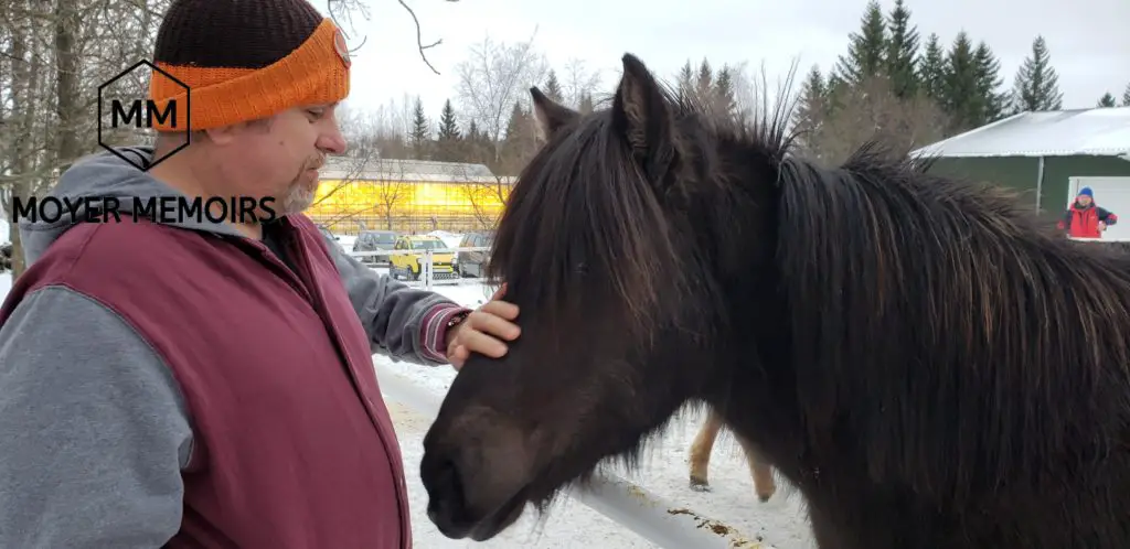 visiting with an Icelandic horse