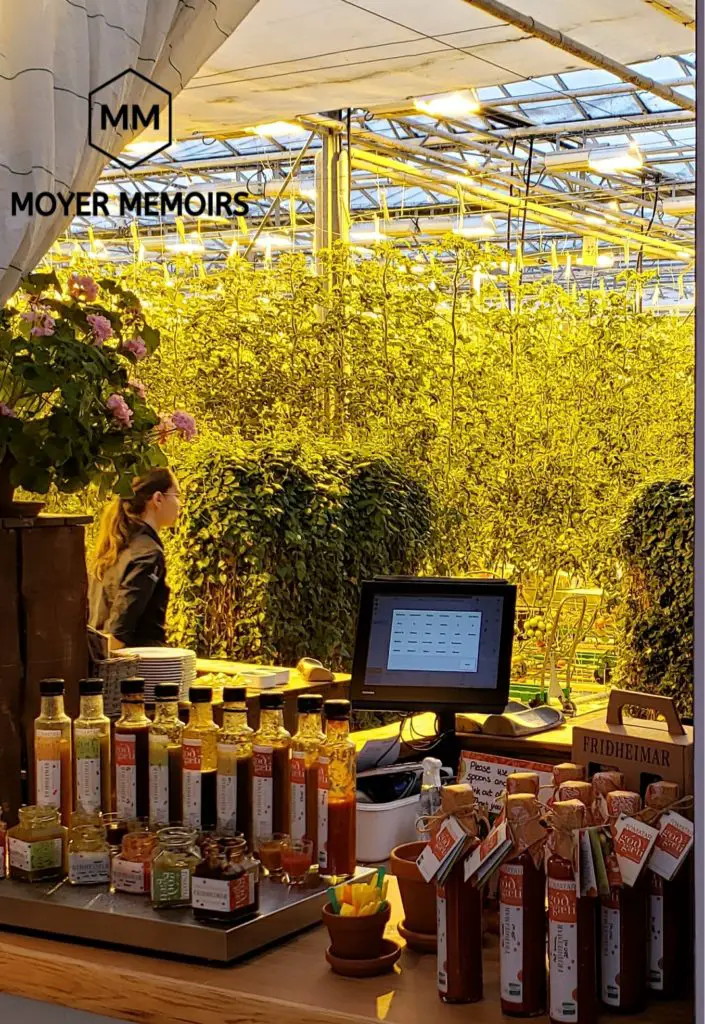 greenhouse and tomato plants in Iceland