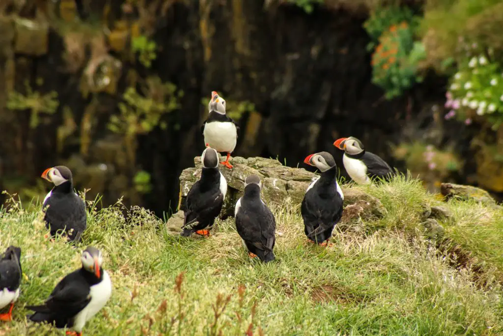 Puffins on the Iceland Arch