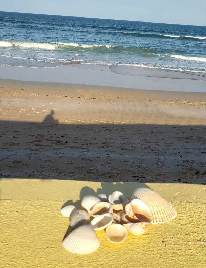 Creative Craft Ideas for Displaying Seashells from Beaches Around the World 1 Pile of shells on the beach