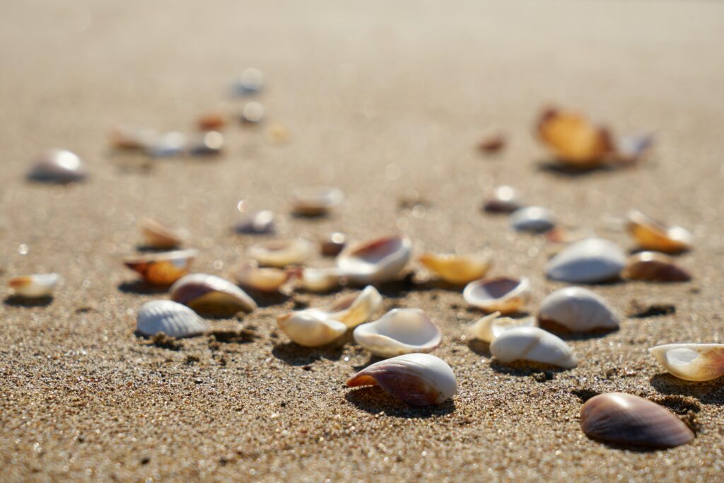 seashells on the beach