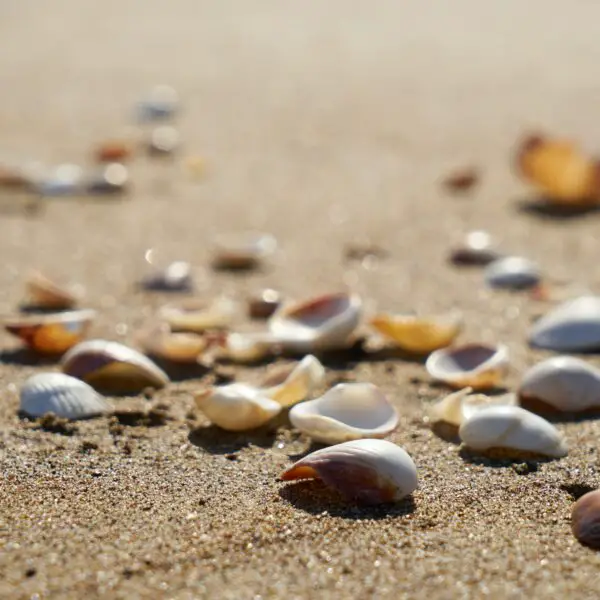 seashells on the beach