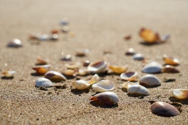 25 Mixed Florida Sea Shells Beach Crafting Seashells Coral Large Decorative