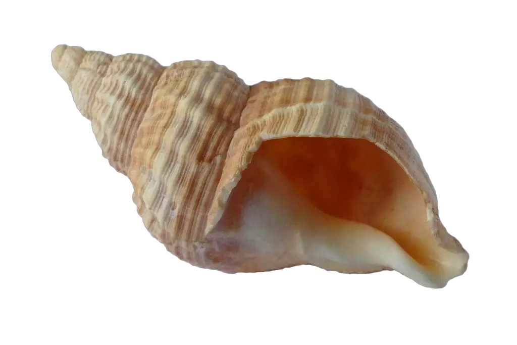 seashelle