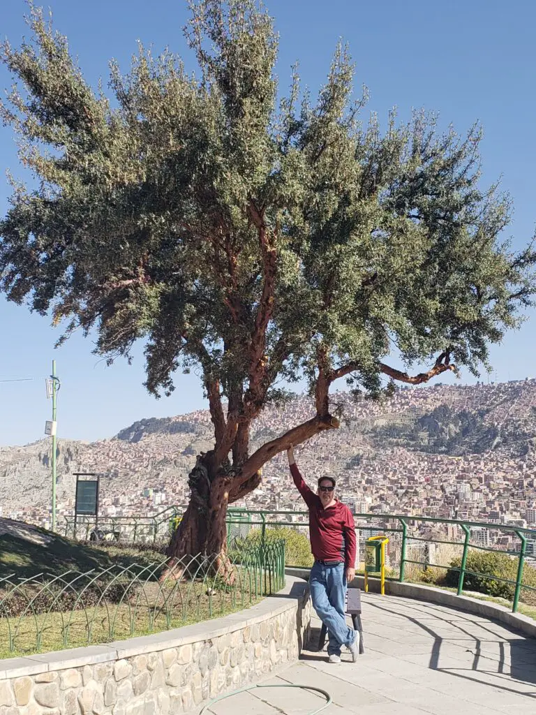 tree with La Paz city in the background