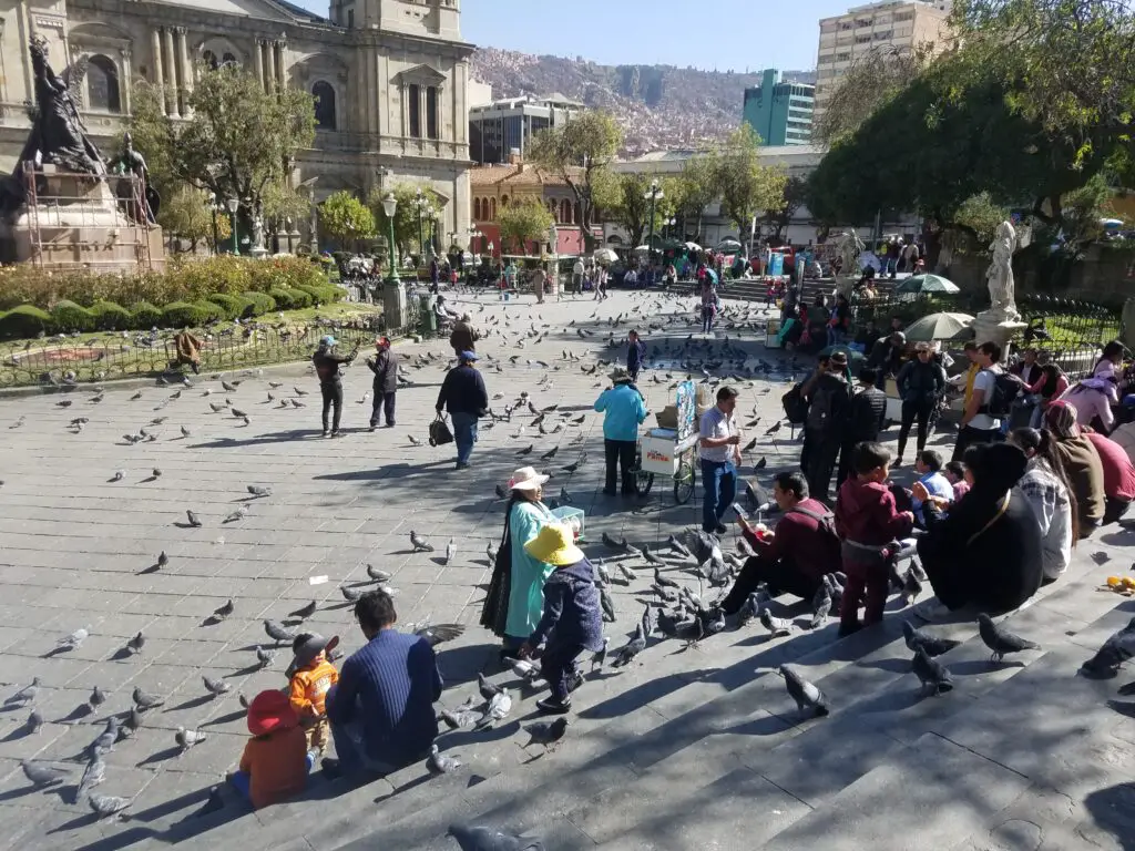 city plaza filled with pigeons