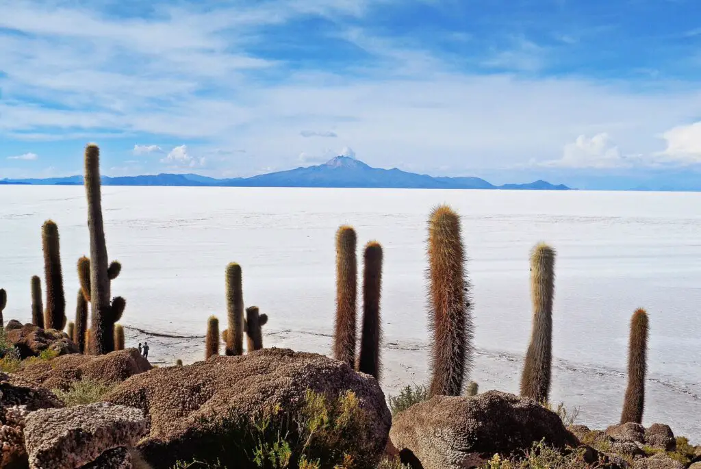 salt flats in bolivia with cactus