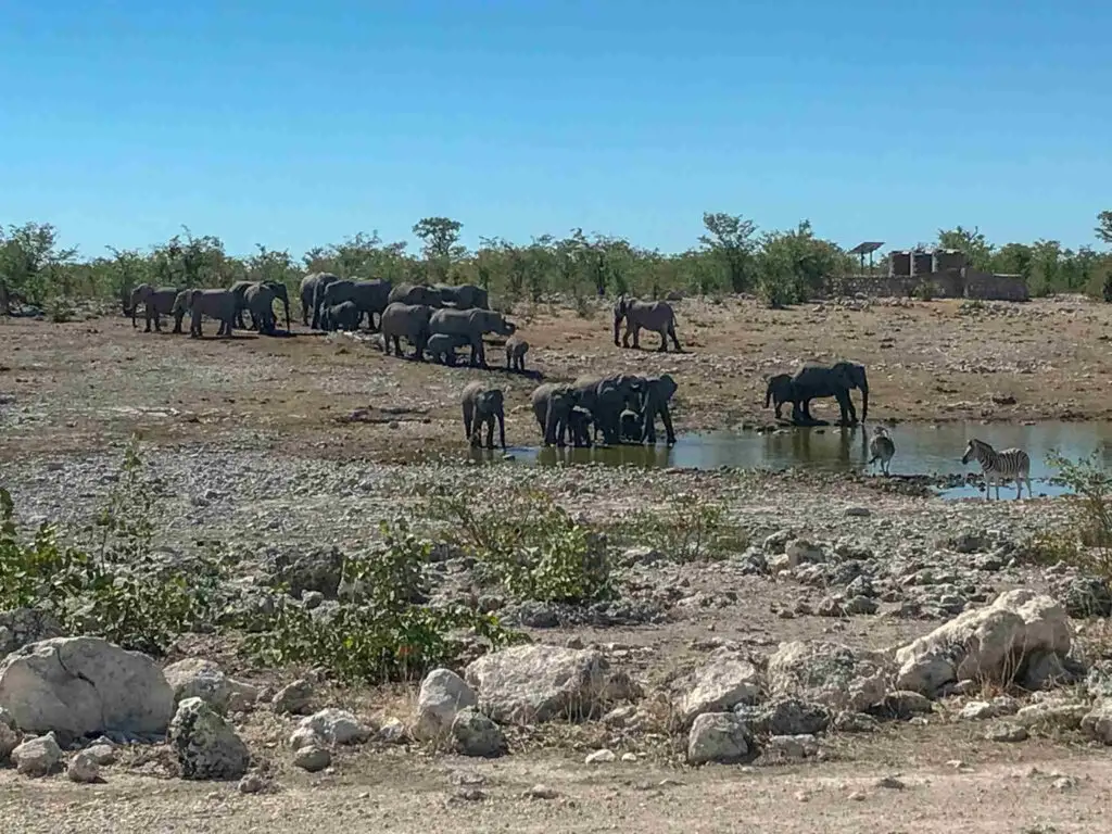 elephants on African safari