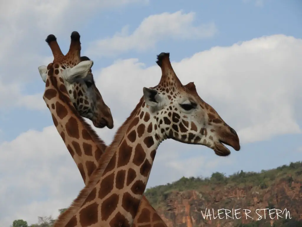 giraffe- tanzania