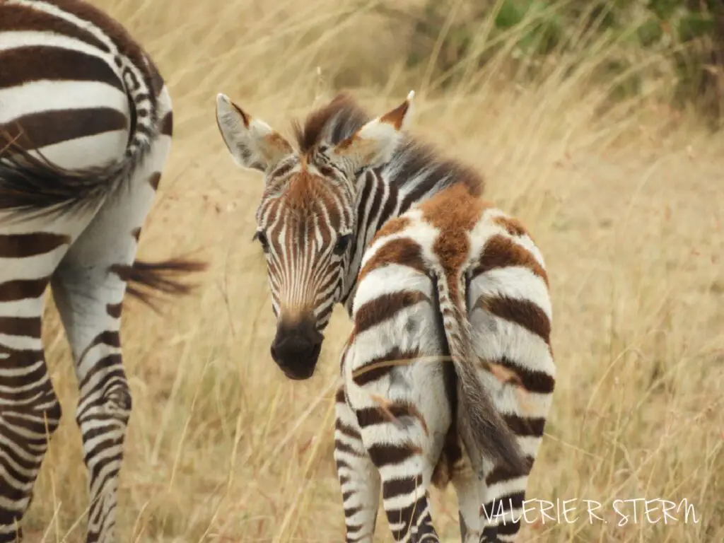 zebra in tanzania