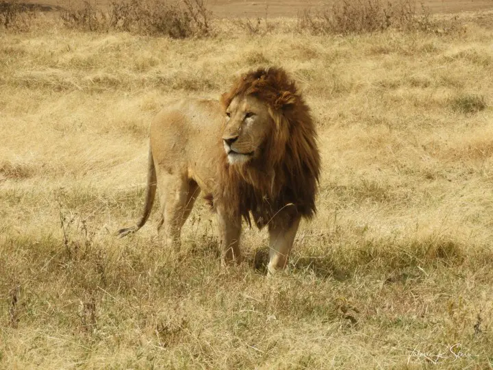 male lion on a safari in tanzania