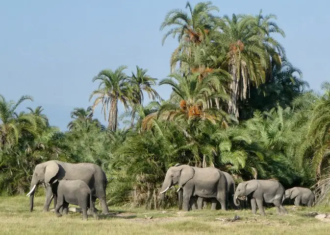 50th birthday trip idea to kenya for safari - elephants