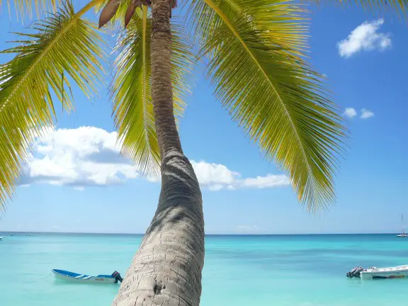 palm tree on a beach overlooking the sea