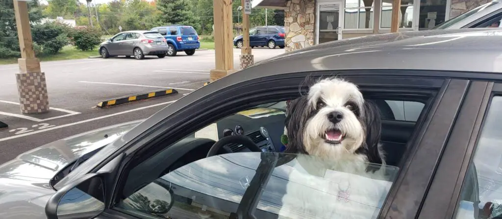 dog with head out the window ready to order at dillys drive in restaurant