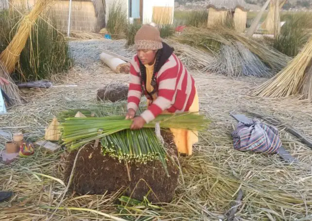 uros woman laying reeds on each other