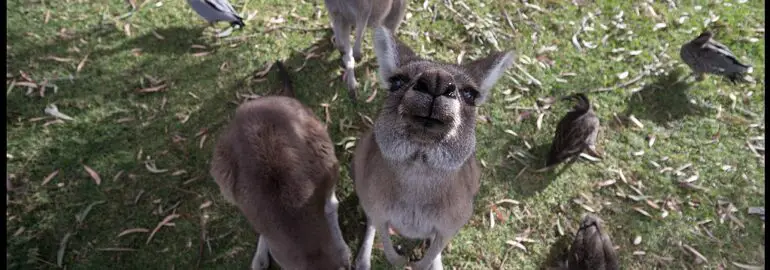 Kangaroos looking at camera