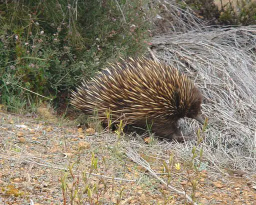 cute Australian animal walking in field