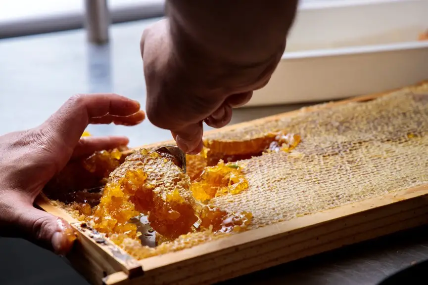 harvesting honey from bees on Kangaroo Island Australia