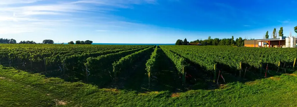 vineyards at Konzelman - top niagara falls winery