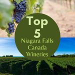 grapes and grapevines at the best wineries in Niagara Falls Canada
