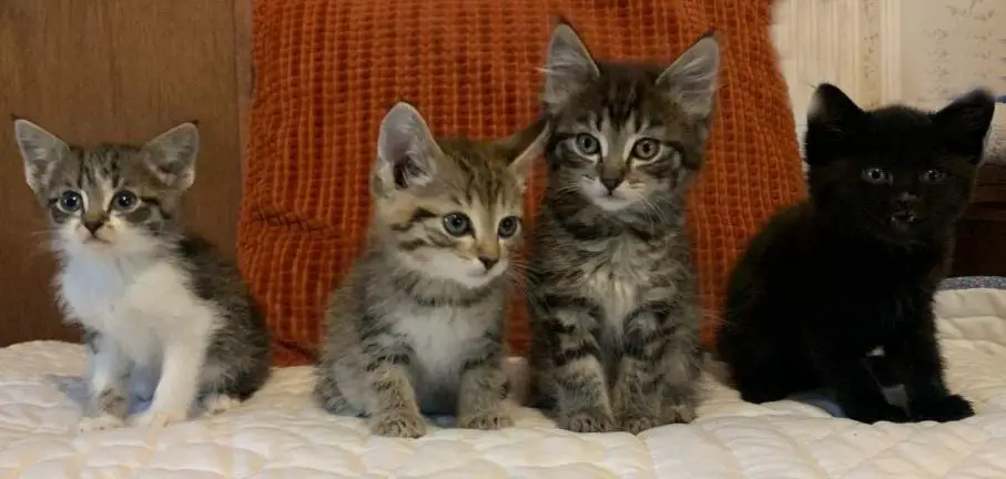 four kittens in front of an orange pillow