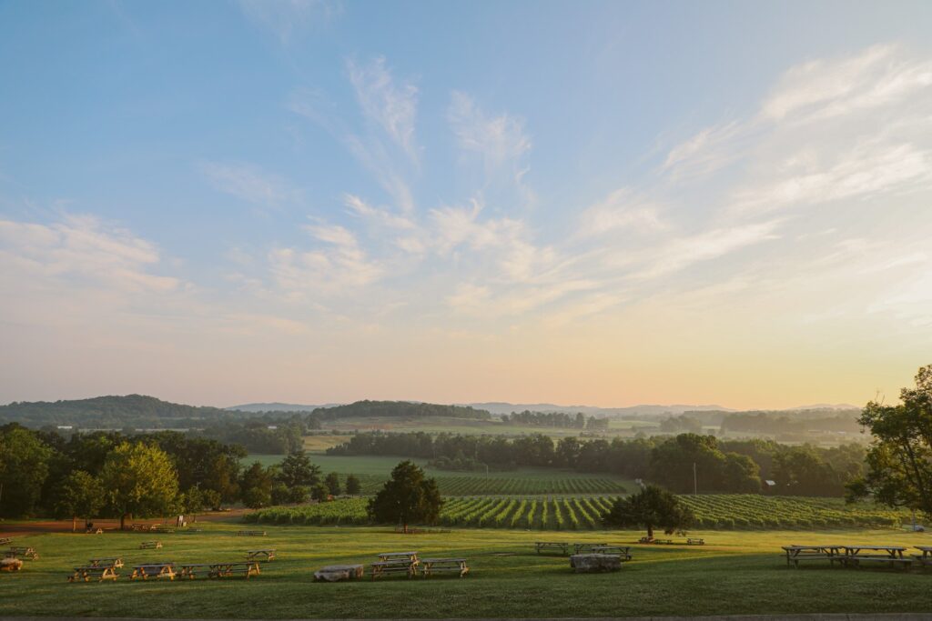 vineyards in the horizon at Arrington Vineyards in Nashville
