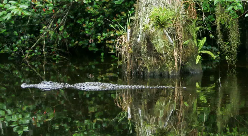 view of alligator in everglades during an empty-nest vacation