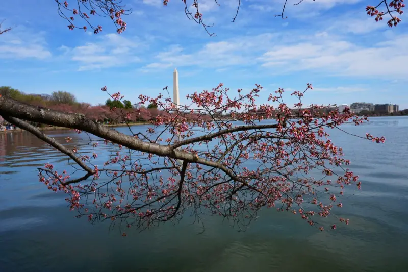 cherry blossoms and a national monument in Washington DC for a relaxing empty nest vacation