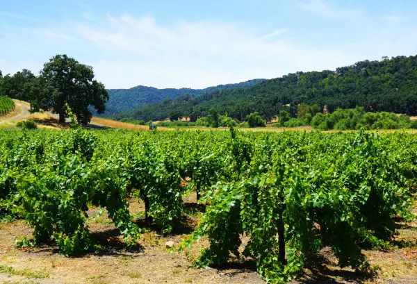 wine vineyards on a US empty nest vacation in Paso Robles