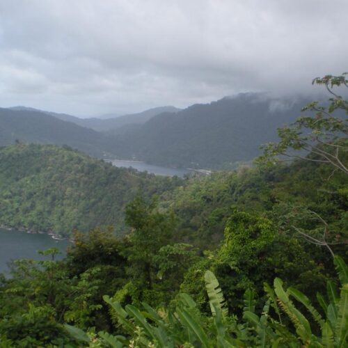 view of green landscape for tobago guest houses