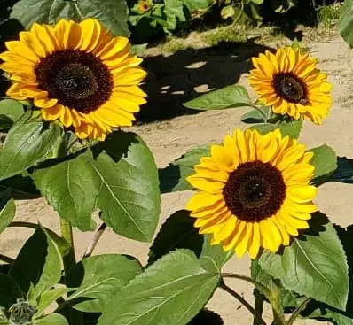 Three sunflowers in a sunflower field in ohio