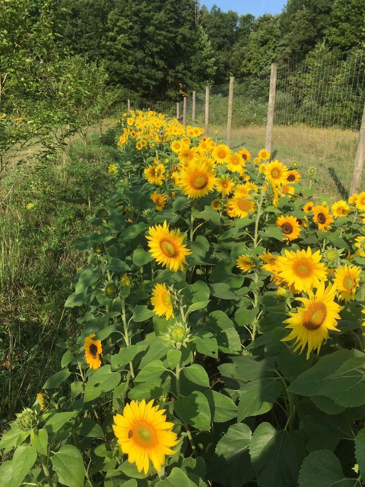 Greenfield Berry Farm-Ohio Sunflower Farm