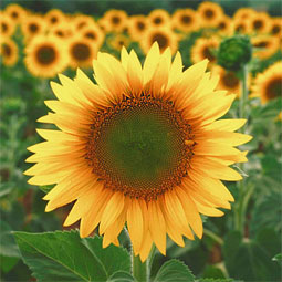 greefield berry farm sunflower field- sunflower closeup