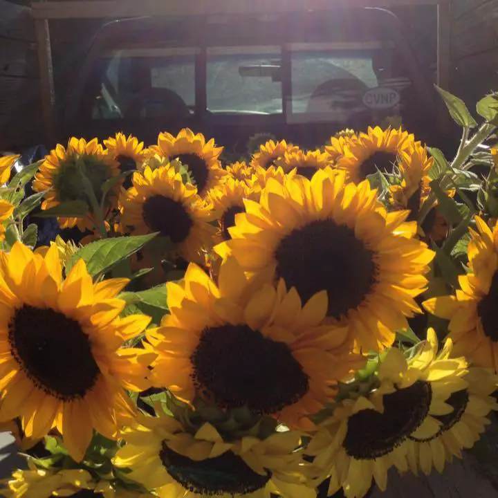greefield berry farm sunflower field- truck full of sunflowers